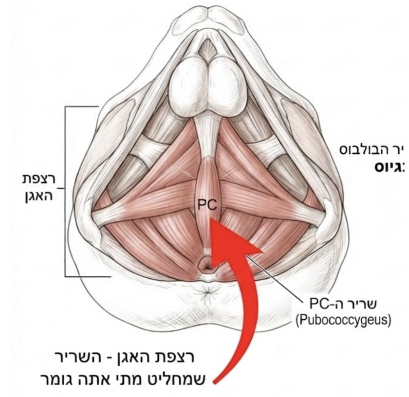 רצפת האגן - שריר ה-PC